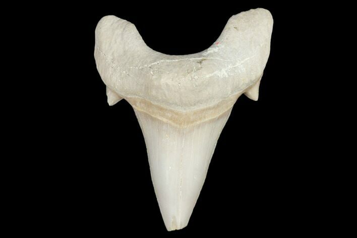 Fossil Shark Tooth (Otodus) - Morocco #103217